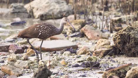 limpkin-picking-up-snail-shell-with-beak-at-beach