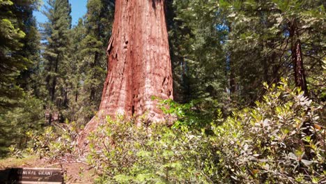 Tilting-up-shot-from-ground-level-of-the-General-Grant-Giant-Sequoia-tree,-3rd-largest-living-organism-in-the-world