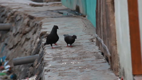 Zwei-Schwarze-Tauben-Suchen-Nach-Nahrung
