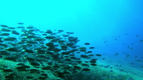 Shoal-Of-Juvenile-Parrotfish-And-Scissortail-Sergeants-Swimming-On-The-Deep-Blue-Sea