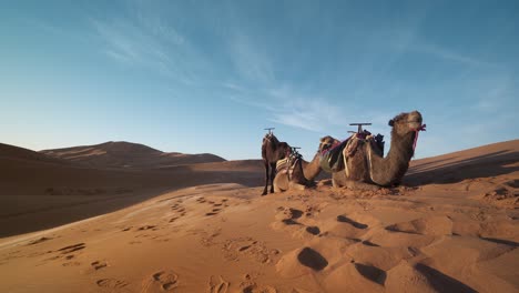 Camels-sitting-on-dunes-of-Sahara-Desert,-Mezourga,-Morocco