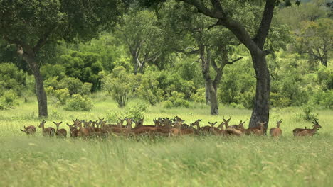 Large-herd-of-impalas-shading-under-trees-in-South-Africa,-long-shot