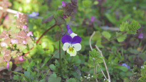 Pretty-Pansy-Flower-Blossoming-In-The-Wilderness-In-Poland---medium-shot