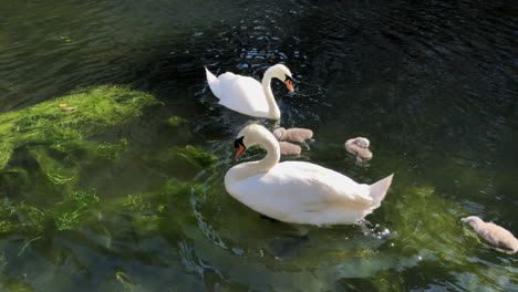 Two-Mute-Swans-with-four-very-young-Cygnets-feed-on-green-weed-on-a-shallow-canal-on-a-bright-summer’s-day