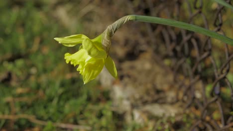 A-Pretty-Yellow-Narcissus-Flower-In-Bloom-On-Green-Stem-Under-The-Vibrant-Sunlight-In-The-Wilderness---selective-focus---trucking-shot