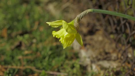 Eine-Schöne-Gelbe-Jonquil-Blume,-Die-Vom-Wind-Geblasen-Wird---Verschwommener-Hintergrund---Selektiver-Fokus