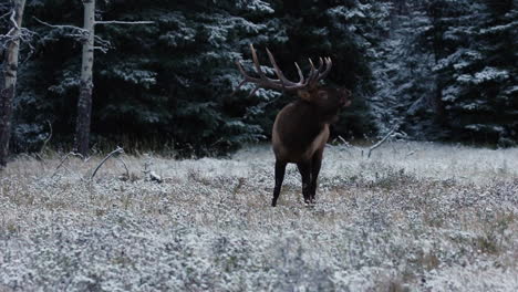 Bull-Elk-alone-during-Rut-in-wintery-Canada,-long-shot