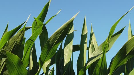 Blätter-Der-Maispflanze-Winken-An-Einem-Windigen-Tag