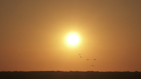 golden-sunset-with-flock-of-bird-silhouettes-flying-in-slow-motion