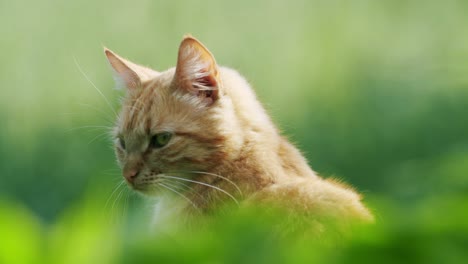 Orange-domestic-cat-female-is-chilling-in-sunlight-on-green-natural-background