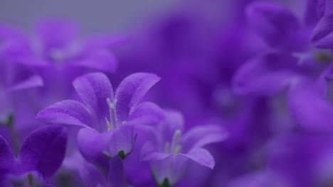 Macro-Shot-Of-Beautiful-Vivid-Dalmatian-Bellflowers-In-Full-Bloom-During-Springtime---close-up
