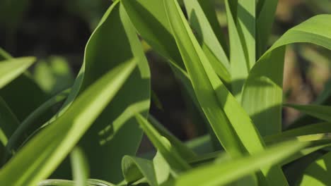 Macro-Shot-Of-Lush-Plant-Leaves-Under-The-Vibrant-Sunlight---extreme-close-up
