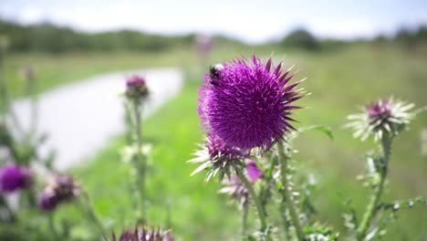 A-bumblebee-forages-nectar-on-a-thistle