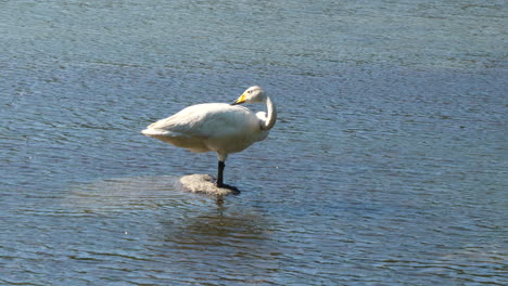 Whooper-swan-relaxing-on-rock-in-the-water