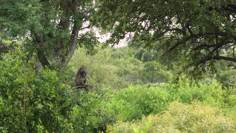 Babuino-Soltero-En-Hábitat-Natural-Sentado-En-La-Rama-De-Un-árbol-Verde-Comiendo-Y-Rascándose-La-Cabeza,-Sabi-Sands,-Sudáfrica,-Retrato-Estático