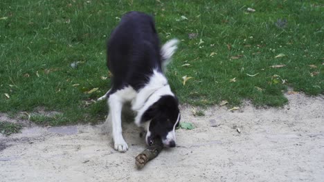 A-border-collie-panting-extremely-hard-and-wanting-to-play-fetch-with-a-stick