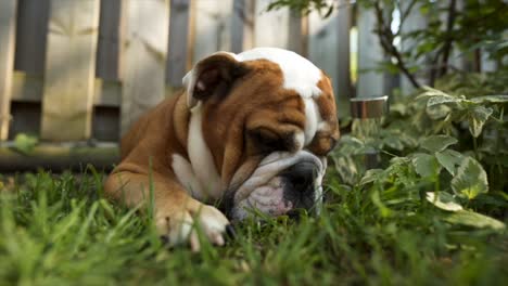 Nahaufnahme-Eines-Englischen-Bulldoggenwelpen,-Der-Im-Sonnenlicht-Gras-Im-Freien-Frisst