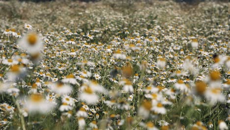 Field-of-blooming-white-daisies,-narrow-view,-steady-shot