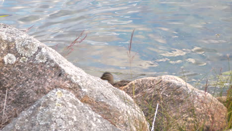 Mallard-ducks-swimming-along-a-rocky-shoreline-searching-for-food