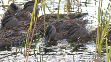 Flock-of-young-mallard-ducks-swimming-behind-aquatic-grasses