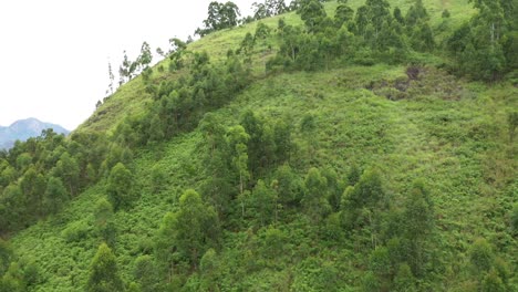 Waldgebiet-In-Munnar-Kerala