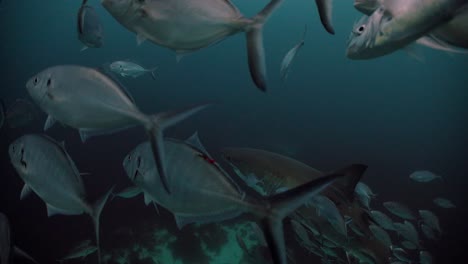 Großer-Weißer-Hai-Carcharodon-Carcharias-Neptuninseln-Südaustralien-4k-Zeitlupe-50fps