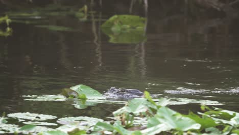 Balztanz,-Bei-Dem-Alligatoren-Vor-Der-Paarung-Im-Sumpf-Der-Everglades-Kuscheln