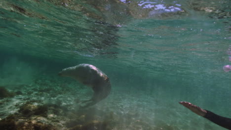 Underwater-shot-of-diver-exploring-underwater-world-and-sea-lions