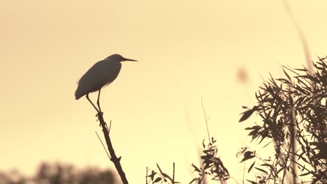 small-white-egret-on-branch-with-white-heron-flying-in-background-during-sunset-in-slow-motion