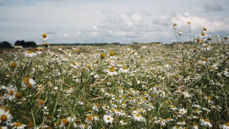 Field-of-blooming-white-daisies,-wide-view,-steady-shot