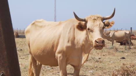 Großer-Weißer-Stier,-Der-Gras-Auf-Einer-Ranch-Des-Retin-Gebiets-In-Cadiz-Frisst