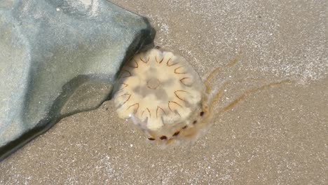 Transparent-jellyfish-wildlife-stranded-on-dry-sandy-beach-shore-dolly-left