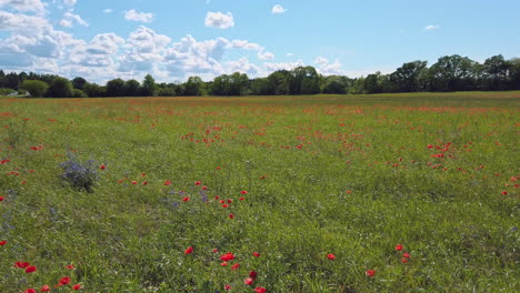 Large-meadow-with-green-grass-and-red-poppy-flowers-moving-in-wind