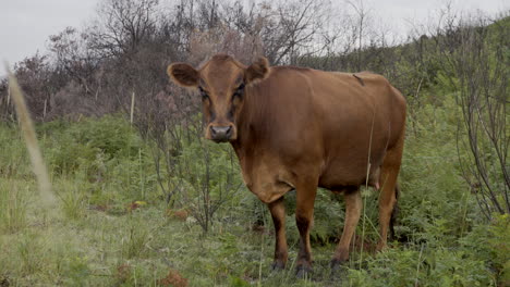 Young-Chestnut-Cow-Alone-Next-To-A-Mountain