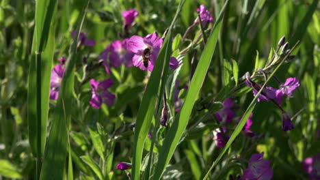 Eine-Honigbiene-Fliegt-Von-Einer-Violetten-Wildblume-Zur-Anderen,-Während-Sie-Sich-In-Der-Brise-In-Einem-Naturschutzgebiet-In-Einem-Marschland-Wiegt