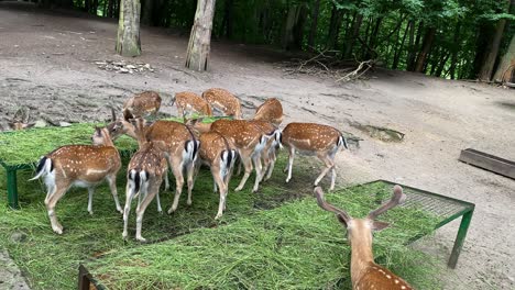 Ciervos-Hambrientos-Tiempo-De-Alimentación-En-El-Zoológico-De-Gdansk,-Polonia