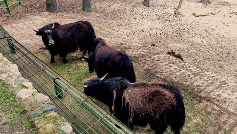 Family-of-black-cows-grazing-during-daylight-on-field-in-zoo,static