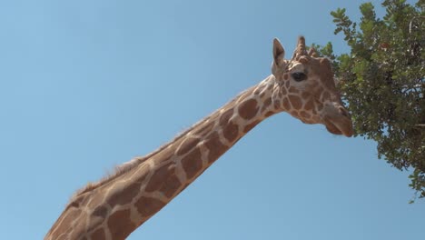 Low-angle-view-of-a-giraffe-from-the-neck-up,-against-clear-a-blue-sky
