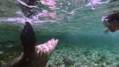 Schöner-Seelöwe,-Der-Während-Der-Urlaubsreise-Mit-Touristen-Unter-Wasser-Schwimmt