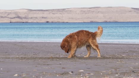 Golden-Retriever-Digging-on-the-Sand,-Wide-shot-Slowmotion