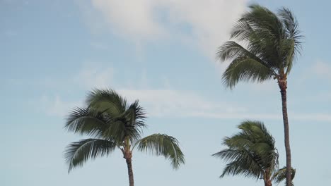 Eine-Gruppe-Von-Palmen-Weht-Im-Wind-In-Hawaii-Vor-Einem-Blauen-Himmel-Mit-Wolken