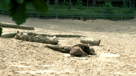 Aggressive-weak-european-bison-resting-Oliwa-Gdansk-zoo