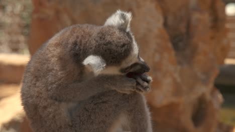 Close-up-of-a-baby-lemur-eating-a-piece-of-fruit