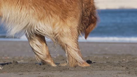 Golden-Retriever-Digging-on-the-Sand-of-a-beautiful-beach,-Slowmotion