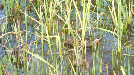 Mallard-ducks-feeding-in-a-grass-water-bed,-flipping-upside-down