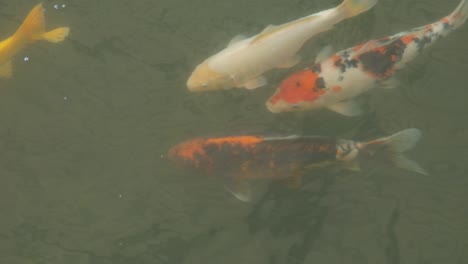 Close-up-of-Japenese-Koi-swimming-in-a-pond