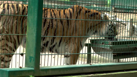 Tiger-Drinking-Water-From-Bowl-Behind-Wire-Fence-In-Zoo