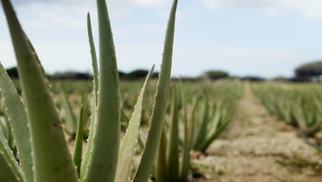 Eine-Reihe-Von-Aloe-Vera-Pflanzen-Wiegt-Sich-Auf-Einer-Farm-Auf-Aruba-Im-Wind