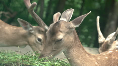 Deers-living-in-harmony-grazing-together-at-Oliwa-Gdansk-Zoo