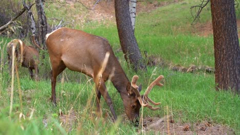 Elk-eating-and-walking-through-the-woods-in-the-Estes-Park-of-Colorado